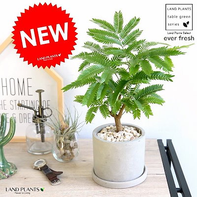 Qoo10 エバーフレッシュ セメント シリンダー型 ガーデニング Diy 工具