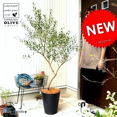 Qoo10 オリーブ 10号 自然樹形 黒色 セ ガーデニング Diy 工具