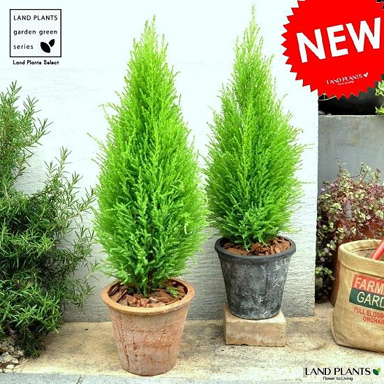 Qoo10 ２鉢セット ゴールドクレスト 茶色灰色 モスポット トール ラウンド型 コニファー 鉢植え Moss Pot コニファウィルマ クリスマスツリー クレスト ウイルマ テラコッタ 素焼 陶器 ブラ