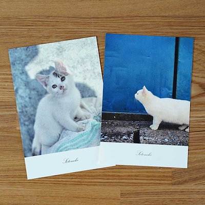 Qoo10 ポストカード 猫 ネコ柄 ポスカ 写真 文具