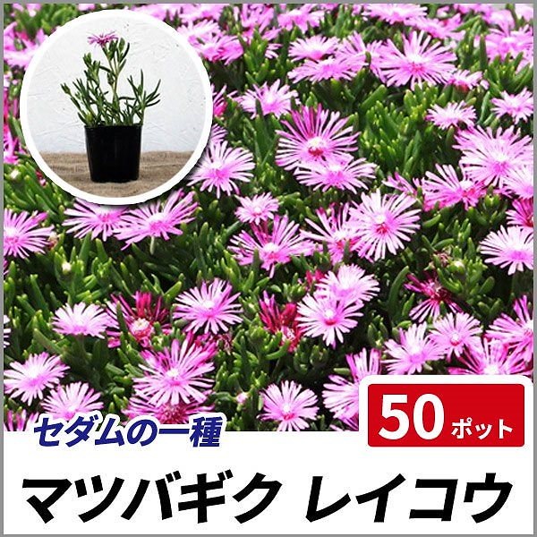 Qoo10 マツバギク レイコウ 50ポット