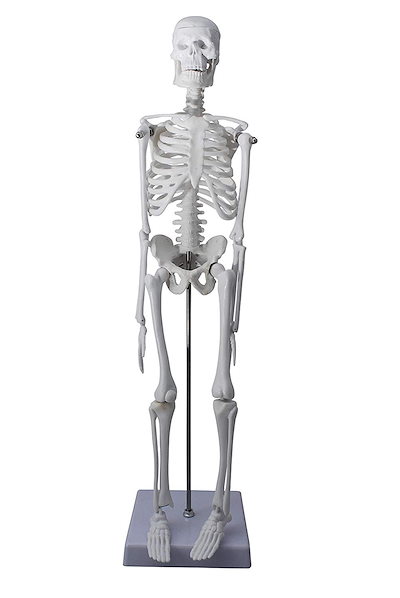 Qoo10 人体骨格模型 骨格標本 稼動 直立 スタ ホビー コスプレ