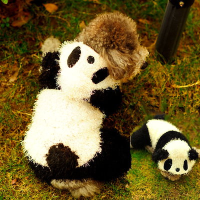 Qoo10 可愛いパンダに変身 ペット