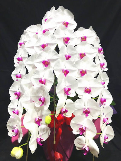 在庫処分大特価 商品id6136胡蝶蘭赤リップ３本立ち生花 花