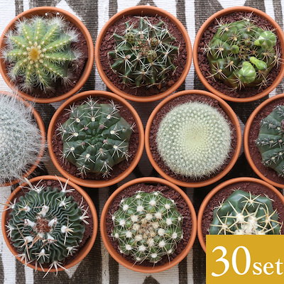 品質検査済 国内発送送料無料30個セットサボテン3号鉢アソート5個セット鉢植えインテリア観葉植物さぼてんプレゼントギフト贈り物空気清浄効果sa5230 花 Headshotsbar Com