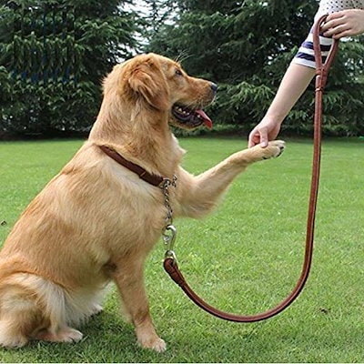 Qoo10 大型犬用 茶色 ペット