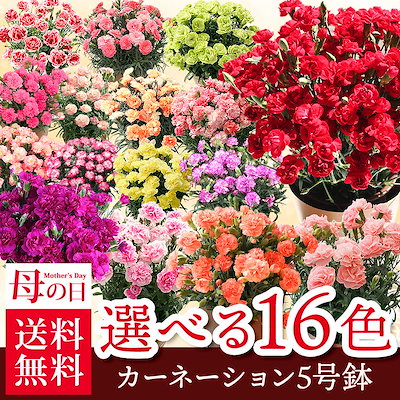 Qoo10 本日限定超絶ゲリラ特価赤とピンクが特にお ガーデニング Diy 工具