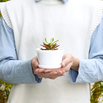 期間限定特価 ガーデニング 植木鉢プラ鉢3号鉢10個セット沢山の排水穴受け皿付きプランター小型室内インテリア現代風多肉植物鉢ハーブ鉢サ Www Western Irrigation Com