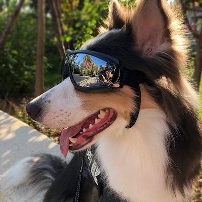 衝撃特価 犬用品 犬用サングラス中大型犬用ゴーグルペット用メガネ紫外線予防対策ブラックおしゃれ水泳 Emblemsolutions Com