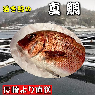 完売 真鯛活き締め約3 5kg養殖刺身用 長崎養殖場より直送いたします 魚介類 海産物 Wiskoler Eu