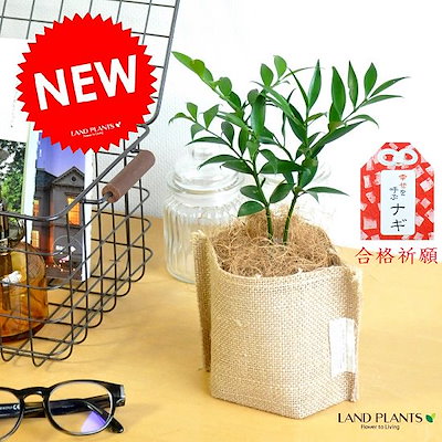 Qoo10 縁結びの木 梛 ナギ 可愛い麻袋の鉢カ ガーデニング Diy 工具