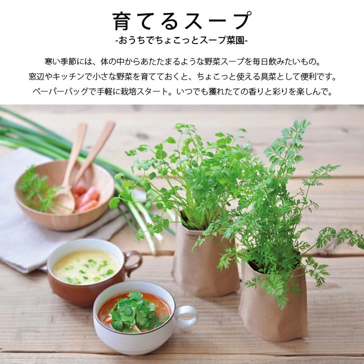 Qoo10] 聖新陶芸 野菜 栽培セット育てるスープ