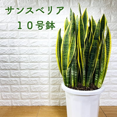 44 割引人気ブランド 観葉植物サンスベリア10号鉢苗おしゃれインテリアお祝い開店祝い新築祝い誕生日祝い結婚祝い引越し祝い母の日父の日プレゼントギフト ガーデニング ガーデニング Diy 工具 Coyoterungolf Com