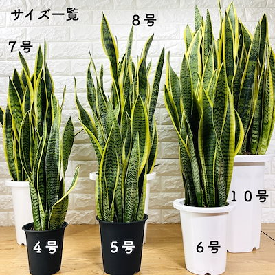 34 割引 全品送料無料 観葉植物サンスベリア8号鉢苗おしゃれインテリアお祝い開店祝い新築祝い誕生日祝い結婚祝い引越し祝い母の日父の日プレゼントギフト ガーデニング ガーデニング Diy 工具 Urbanfarminginstitute Org