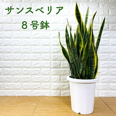 34 割引 全品送料無料 観葉植物サンスベリア8号鉢苗おしゃれインテリアお祝い開店祝い新築祝い誕生日祝い結婚祝い引越し祝い母の日父の日プレゼントギフト ガーデニング ガーデニング Diy 工具 Urbanfarminginstitute Org