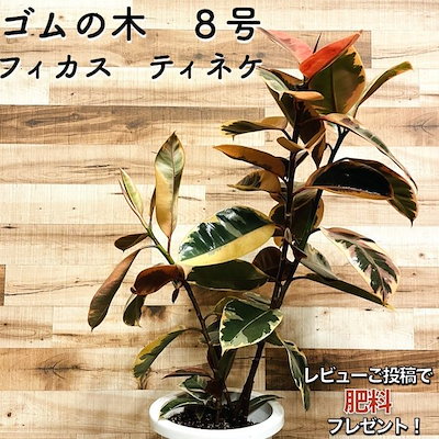 45 割引 逸品 観葉植物白ゴムの木フィカスティネケ斑入り8号鉢苗木鉢植えインドゴムノキおしゃれなインテリアかわいいお祝い ガーデニング ガーデニング Diy 工具 Urbanfarminginstitute Org