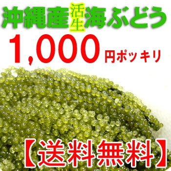 Qoo10 送料無料沖縄産海ぶどう100g クビレヅ 食品