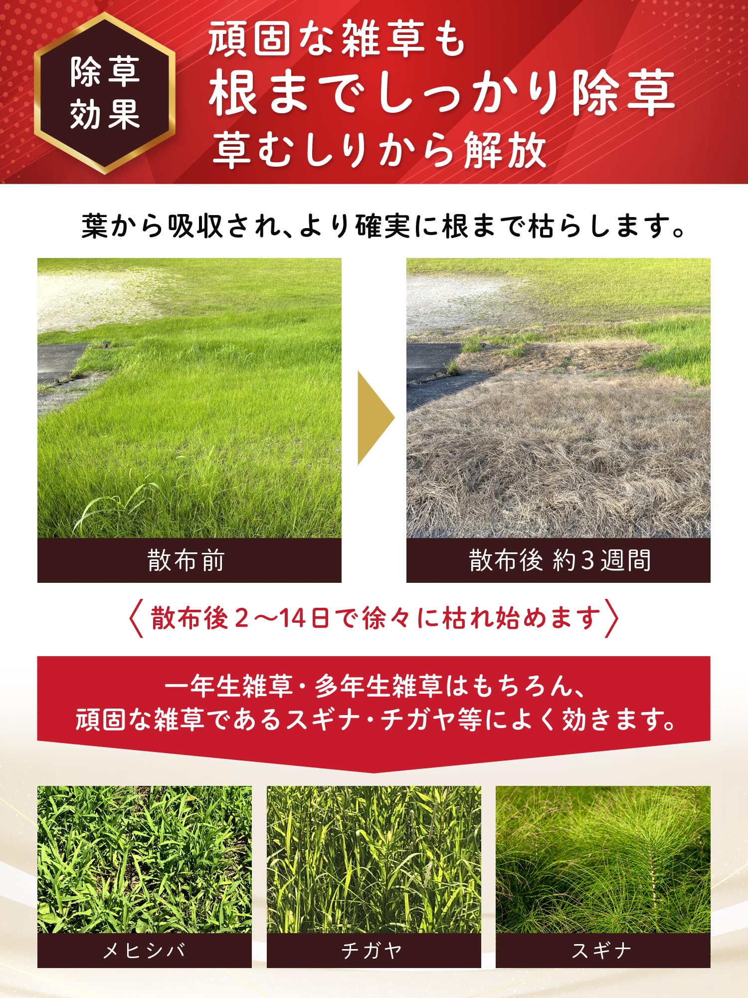 ハート(Heart) グリホエースPRO 20L 除草剤 液剤 原液 ジェネリック 頑固な雑草 根まで枯らす 笹 つる スギナ 宅地 駐車場