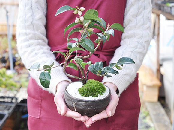 盆栽鉢　桑津香石　山野草　梅　椿　小品盆栽 盆栽鉢 桑津香石 山野草 梅 椿 小品盆栽