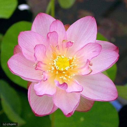 (ビオトープ)蓮 ハス(ピンク) 招福蓮(ショウフクレン)爪紅一重咲中型品種(1ポット) CRC15―10―30―20―20 (ビオトープ)蓮 ハス(ピンク) 招福蓮(ショウフクレン)爪紅一重咲中型品種(1ポット) CRC15―10―30―20―20