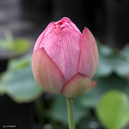 (ビオトープ)蓮 ハス(ピンク) 招福蓮(ショウフクレン)爪紅一重咲中型品種(1ポット) CRC15―10―30―20―20 (ビオトープ)蓮 ハス(ピンク) 招福蓮(ショウフクレン)爪紅一重咲中型品種(1ポット) CRC15―10―30―20―20