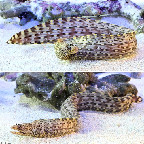 (海水魚)ジュエルモレイ Mサイズ(1匹) 北海道航空便要保温 CRC26―30―46―20―00 (海水魚)ジュエルモレイ Mサイズ(1匹) 北海道航空便要保温 CRC26―30―46―20―00