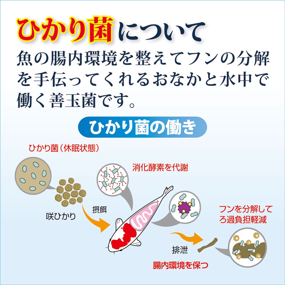 鯉の餌 咲ひかり 色揚用 浮上 M 5kg 錦鯉 20cmー お一人様3点限り CRC10―41―70―10―00 鯉の餌 咲ひかり 色揚用 浮上 M 5kg 錦鯉 20cmー お一人様3点限り CRC10―41―70―10―00