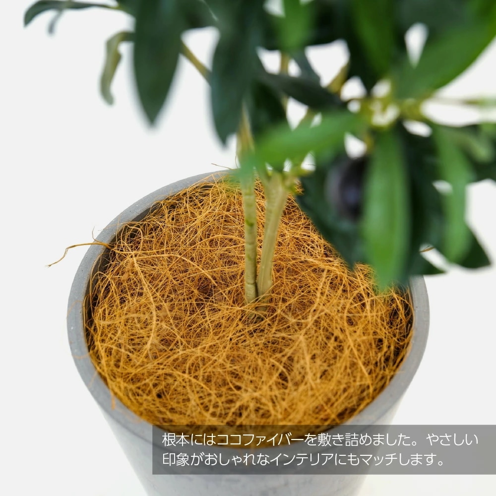 フェイクグリーン オリーブツリー ナチュラルポット 60cm CT触媒 フェイクグリーン オリーブツリー ナチュラルポット 60cm CT触媒