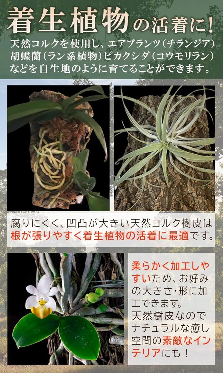 コルク樹皮 大きい 着生 ビカクシダ 蘭 エアプランツ 爬虫類 観葉植物 本物 ヘゴ板(特大400mmx600mm 1枚) コルク樹皮 大きい 着生 ビカクシダ 蘭 エアプランツ 爬虫類 観葉植物 本物 ヘゴ板(特大400mmx600mm 1枚)