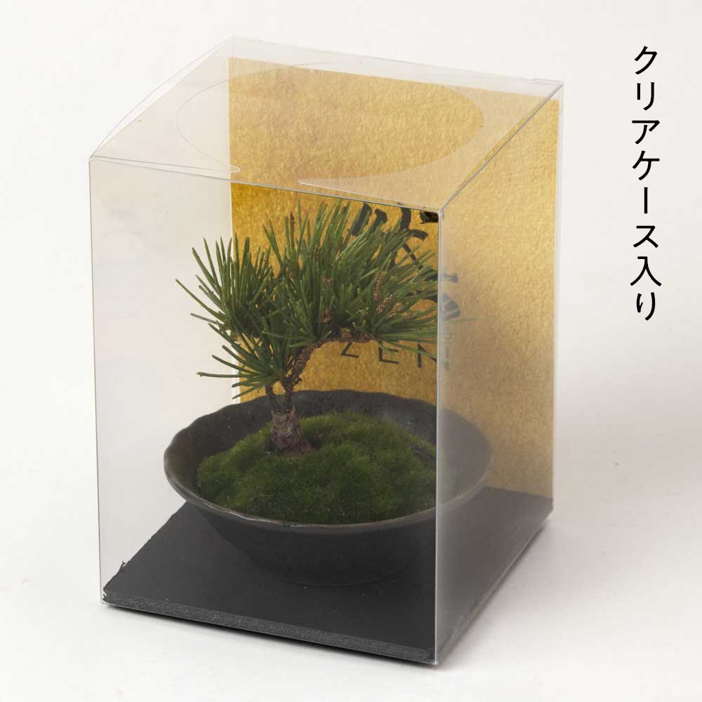 フェイクアート盆栽 然-ZEN- 寸-SUN-ミディアム12 本物を知る庭師職人がリアルな盆栽をイメージして作ったBONSAIモデル 日本的和風インテリア フェイクアート盆栽 然-ZEN- 寸-SUN-ミディアム12 本物を知る庭師職人がリアルな盆栽をイメージして作ったBONSAIモデル 日本的和風インテリア