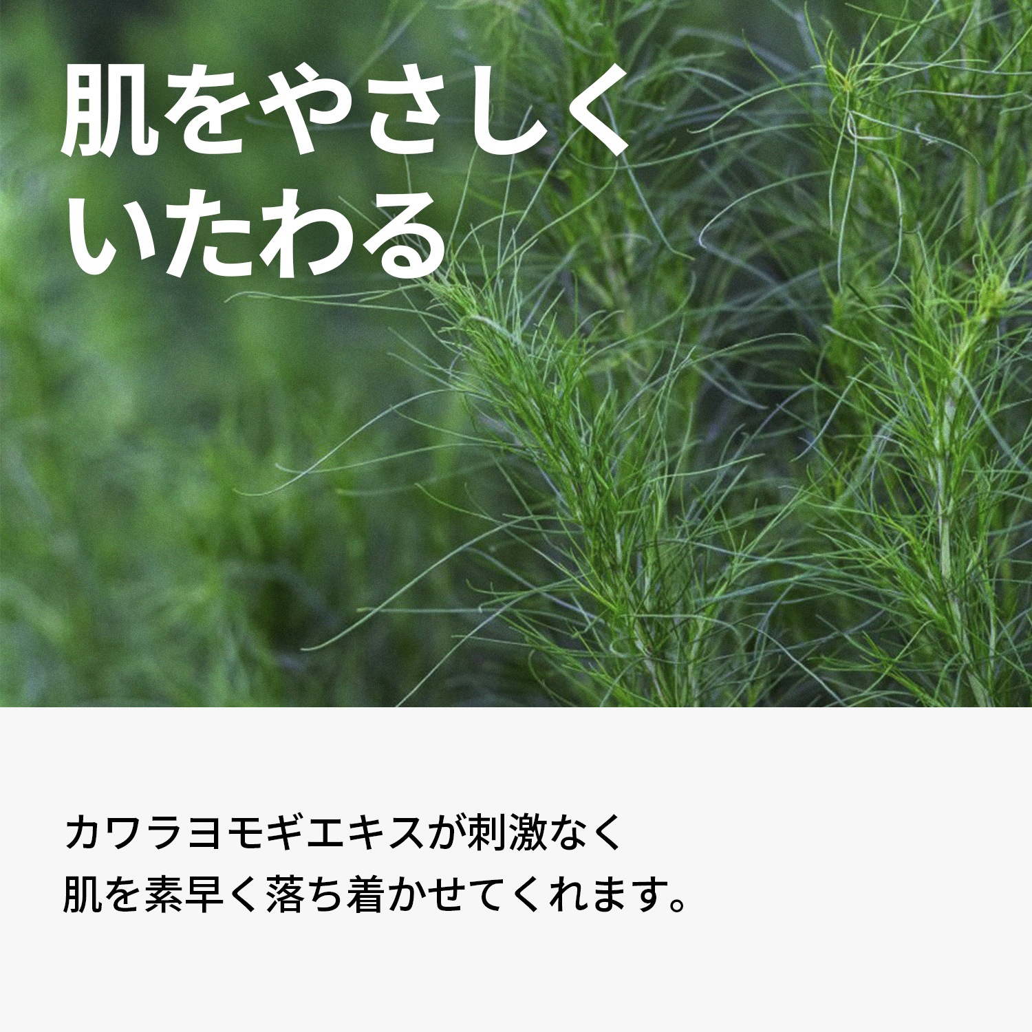 【大容量3本】 化粧水 300ml よりどり3本セット ツボクサ ドクダミ ナイアシンアミド カレンデュラ 揺らぎ肌ケア トラブル ニキビ 赤み
