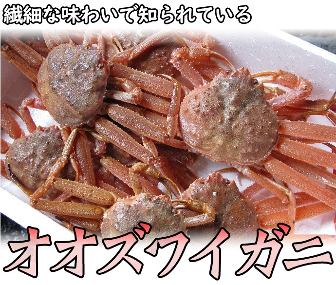 訳あり 活オオズワイガニ 小サイズ 8kg詰 身入り7割前後