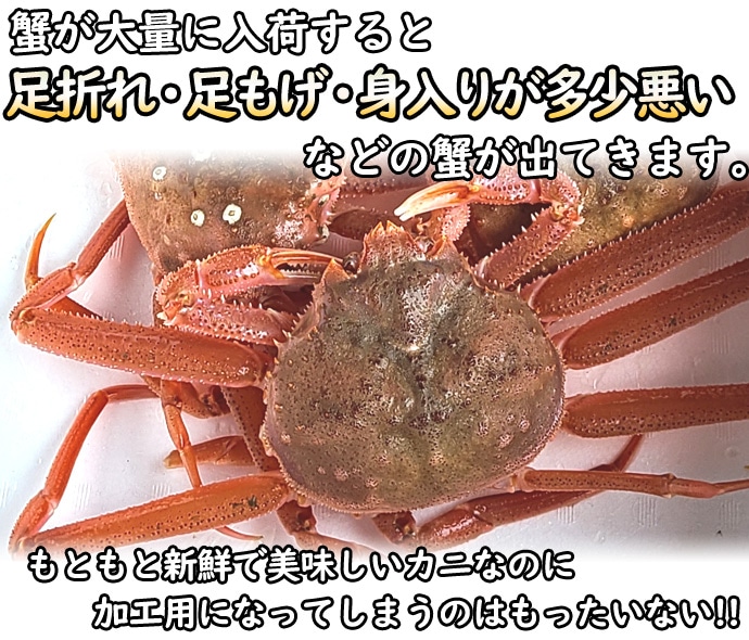 訳あり 活オオズワイガニ 小サイズ 8kg詰 身入り7割前後