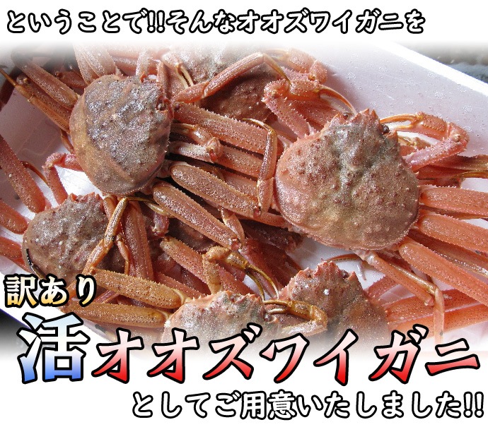 訳あり 活オオズワイガニ 小サイズ 8kg詰 身入り7割前後