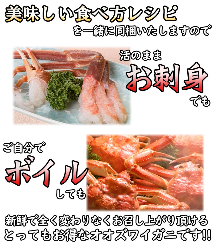 訳あり 活オオズワイガニ 小サイズ 8kg詰 身入り7割前後