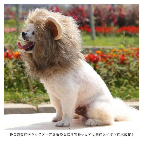 犬 ライオン 帽子 サイズ 安い