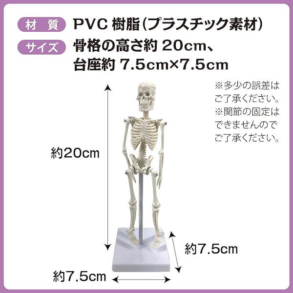 全新 HORIZON 人體骨骼模型,適用於解剖學,18 英吋(約 45.0  公分)高科學解剖人體模型,附可移動的手臂和腿部骨骼結構,整個骨骼模型的脊椎和肋骨都集成在一起