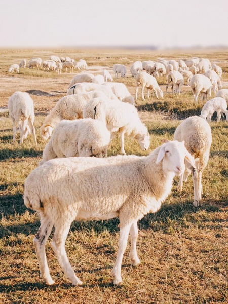 THE R*W 同じスタイルのカスタマイズカラー/カシミア & キャメルヘア & マルベリー シルク & ハイカウント ウール コート