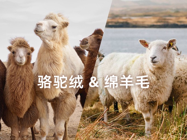 THE R*W 同じスタイルのカスタマイズカラー/カシミア & キャメルヘア & マルベリー シルク & ハイカウント ウール コート