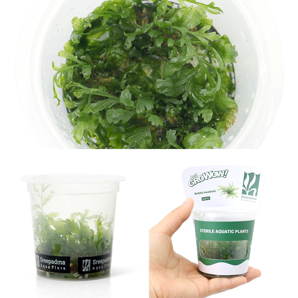 (水草)組織培養GROWOW! ボルビティス ヒュディロティ(無農薬)(1カップ) CRC12―50―60―00―00 (水草)組織培養GROWOW! ボルビティス ヒュディロティ(無農薬)(1カップ) CRC12―50―60―00―00