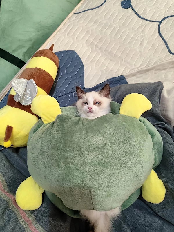 Qoo10] かわいい亀のぬいぐるみ 抱っこ人形 セー