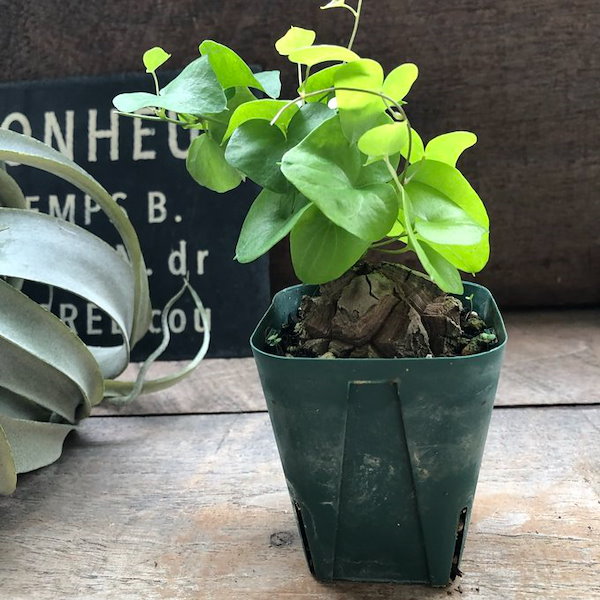 u*o様 亀甲竜 現品】塊根植物アフリカ亀甲竜7号うC番