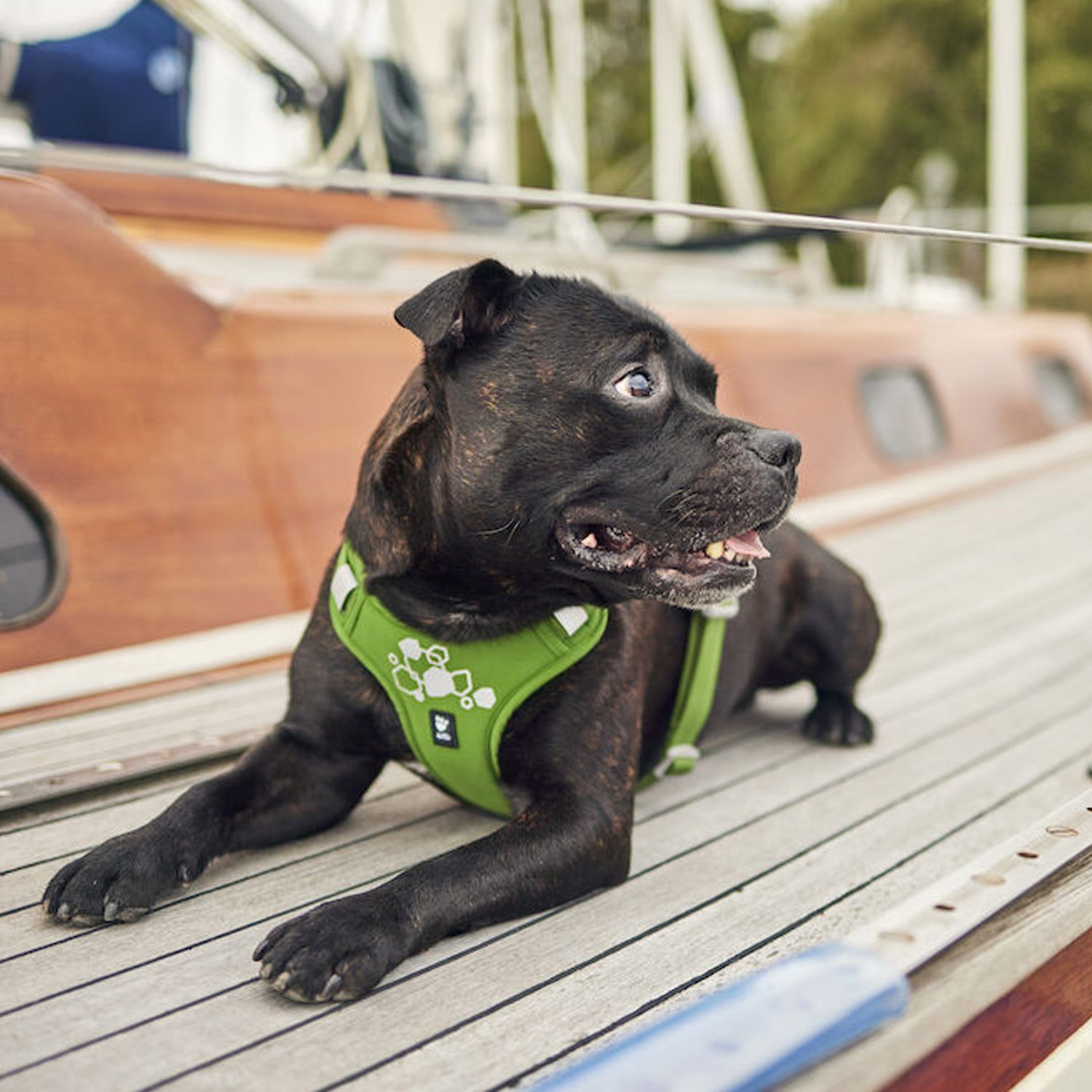 ハーネス 犬 中型犬 大型犬 Y型 抜けない 脱げない 軽量 引っ張り防止 着脱簡単 ウォーリアハーネス2 ハーネス 犬 中型犬 大型犬 Y型 抜けない 脱げない 軽量 引っ張り防止 着脱簡単 ウォーリアハーネス2