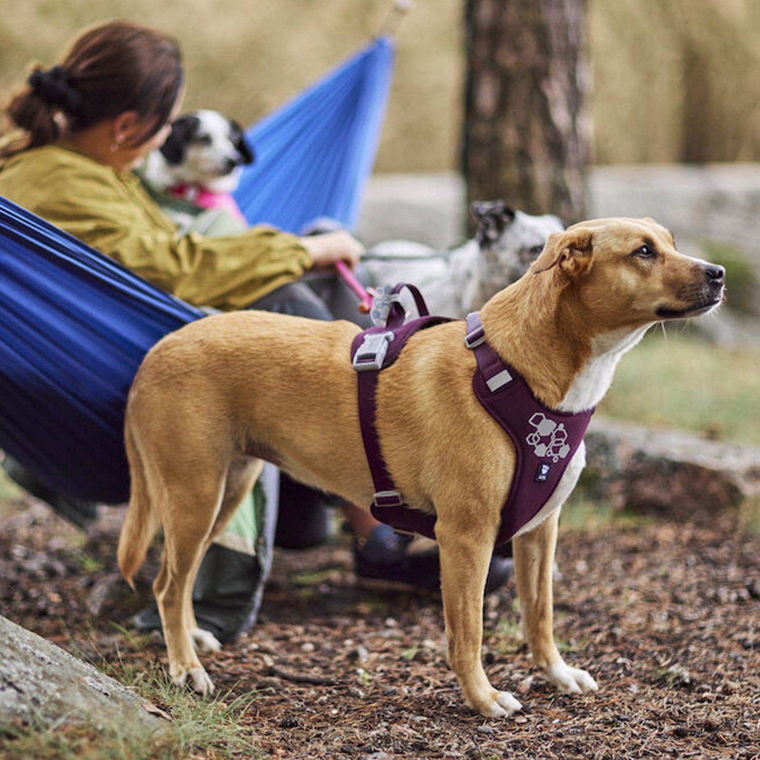 ハーネス 犬 中型犬 大型犬 Y型 抜けない 脱げない 軽量 引っ張り防止 着脱簡単 ウォーリアハーネス2 ハーネス 犬 中型犬 大型犬 Y型 抜けない 脱げない 軽量 引っ張り防止 着脱簡単 ウォーリアハーネス2