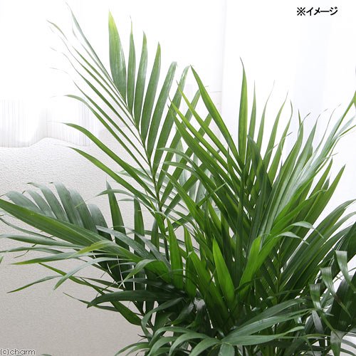 （観葉植物）大型　インテリア　ヤシ　メキシコケンチャ　７号（１鉢）　ＣＲＣ15―30―10―30―00