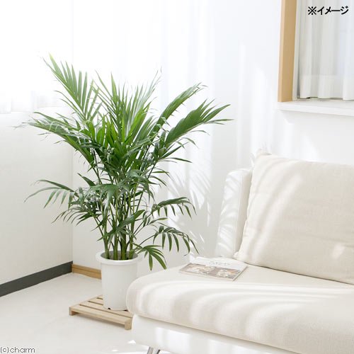 （観葉植物）大型　インテリア　ヤシ　メキシコケンチャ　７号（１鉢）　ＣＲＣ15―30―10―30―00
