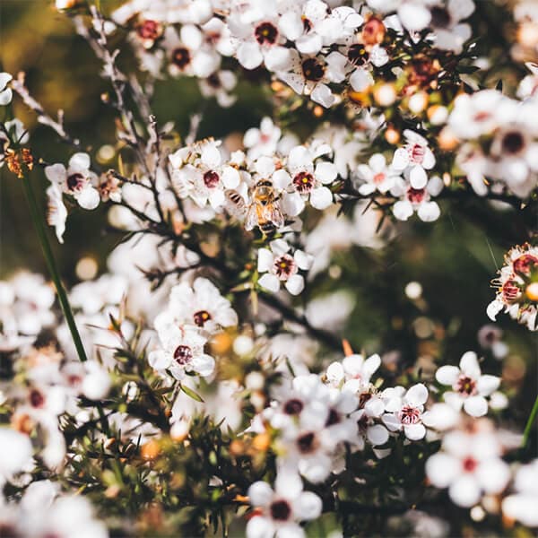 マヌカハニー UMF MGO ハニージャパン マヌカハニーUMF10+/MGO250+ 250g 6 マヌカハニー UMF MGO ハニージャパン マヌカハニーUMF10+/MGO250+ 250g 6