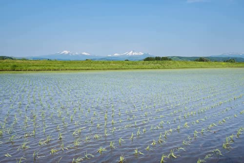 パールライス 青森県産 白米 青天の霹靂 5kg 令和5年産 パールライス 青森県産 白米 青天の霹靂 5kg 令和5年産