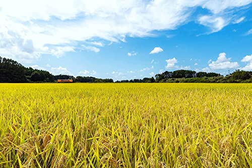 パールライス 青森県産 白米 青天の霹靂 5kg 令和5年産 パールライス 青森県産 白米 青天の霹靂 5kg 令和5年産