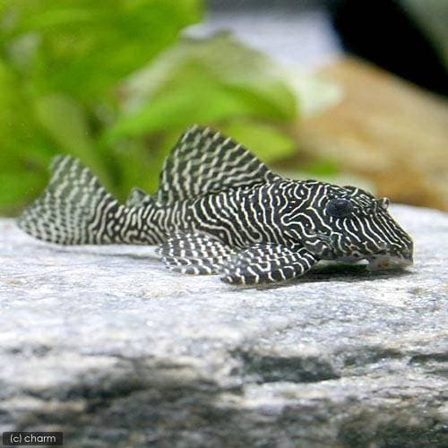 (熱帯魚)クィーンアラベスク・タイガープレコ(ワイルド)(1匹) 北海道航空便要保温 CRC13―44―20―00―00 (熱帯魚)クィーンアラベスク・タイガープレコ(ワイルド)(1匹) 北海道航空便要保温 CRC13―44―20―00―00